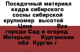 Посадочный материал кедра сибирского (сосны сибирской) крупномер, высотой 3-3.5  › Цена ­ 19 800 - Все города Сад и огород » Интерьер   . Курганская обл.,Курган г.